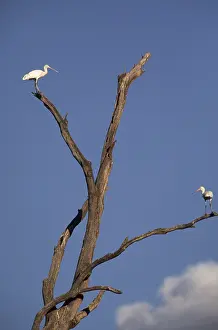 Flavipes: Yellow-billed Spoonbill