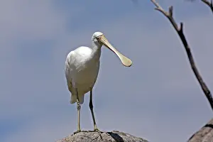 Spoonbill: Yellow-billed Spoonbill