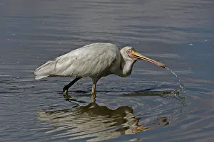 Spoonbill: Yellow-billed Spoonbill