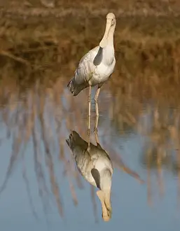 Flavipes: Yellow-billed Spoonbill - at shallow pool by the
