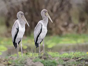 Selous: Yellow-billed Stork