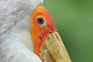 Lumpur: Yellow-billed Stork