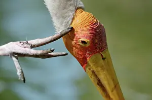 Scratching: Yellow-billed Stork
