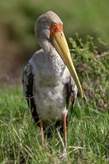 Parc: YELLOW BILLED STORK