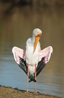 Photographed: Yellow-billed Stork - female basking and preening