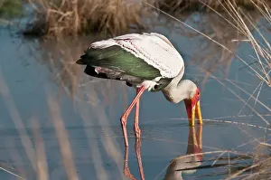 Edwards: Yellow-Billed Stork fishing in river at