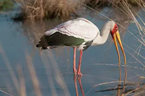 Edwards: Yellow-Billed Stork fishing in river at