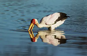 Ibis: Yellow-billed Stork - hunting in a pool