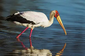 Ibis: Yellow-billed Stork - hunting in a pool