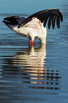 Balancing: Yellow-billed Stork - hunting in a pool with its