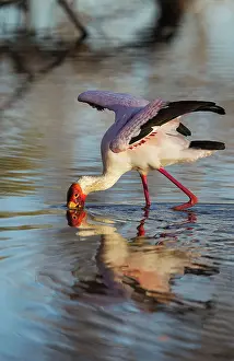 Balancing: Yellow-billed Stork - hunting in a pool with its