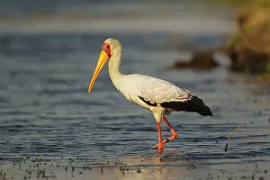 Ibis: Yellow-billed Stork - hunting in the shallow water