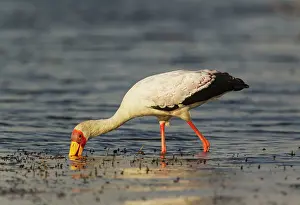 Ibis: Yellow-billed Stork - hunting in the shallow water
