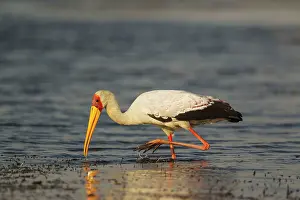 Ibis: Yellow-billed Stork - hunting in the shallow water
