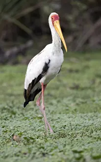 Naivasha: Yellow-billed stork Ibis ibis Lake Naivasha Kenya
