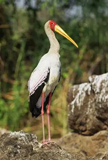 Ibis: Yellow-billed Stork - on an island in the Chobe River