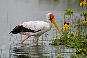 Naivasha: Yellow-billed Stork at Lake Naivasha, Kenya