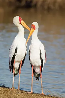 Lakeshore: Yellow-billed Stork - Loving pair (male on the