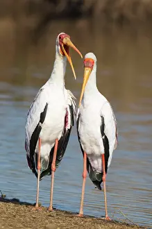 Lakeshore: Yellow-billed Stork - Loving pair (male on the
