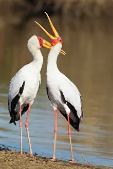 Lakeshore: Yellow-billed Stork - Loving pair (male on the