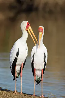 Lakeshore: Yellow-billed Stork - Loving pair (male on the