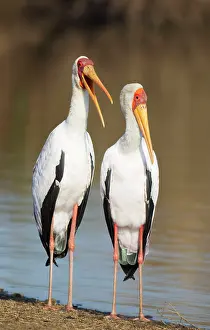 Lakeshore: Yellow-billed Stork - Loving pair (male on the