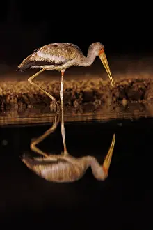 Oiseau: yellow-billed stork (Mycteria ibis)