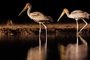 Oiseau: yellow-billed stork (Mycteria ibis)