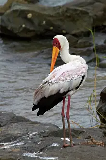 Mycteria: Yellow-billed Stork (Mycteria ibis), Kruger