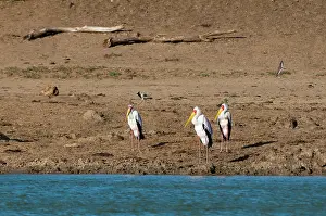 Sergio: Yellow-billed Stork (Mycteria ibis), Lualenyi