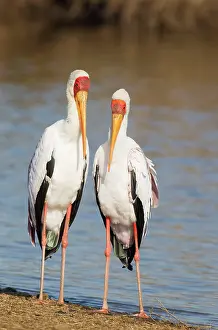 Lakeshore: Yellow-billed Stork - Pair (male on the left) during