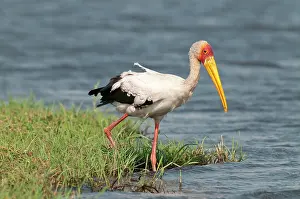 Stepping: Yellow-Billed Stork - stepping into river