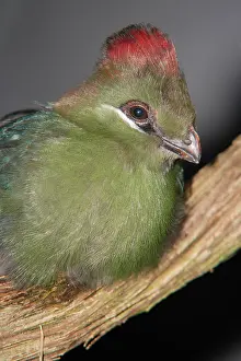Tauraco: Yellow-billed turaco (Tauraco macrorhynchus)