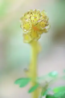 Pipe: Yellow Bird's-nest