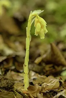 Pipe: Yellow birds-nest, Hypopitys monotropa, in flower