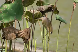 Bitterns: Yellow Bittern