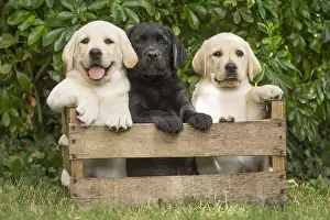 Crate: Yellow and Black Labrador puppies sitting in