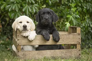 Crate: Yellow and Black Labrador puppies sitting in