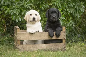Crate: Yellow and Black Labrador puppies sitting in