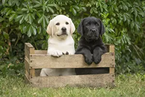 Crate: Yellow and Black Labrador puppies sitting in