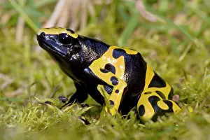 Leucomelas: Yellow and Black Poison Arrow / Dart Frog