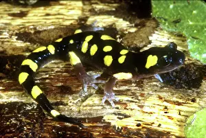 Radiation: Yellow-blotched Ensatina