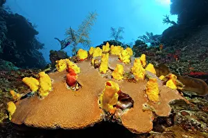 Demospongiae: Yellow boring sponge (Siphonodictyon coralliphagum)