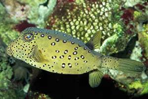 Boxfish: Yellow Boxfish