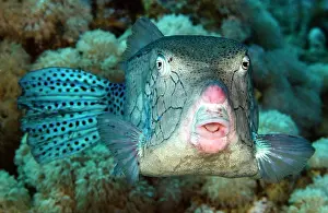 Boxfish: Yellow Boxfish