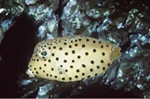 Spots: YELLOW BOXFISH