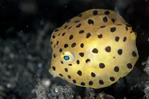 Boxfish: Yellow Boxfish juvenile