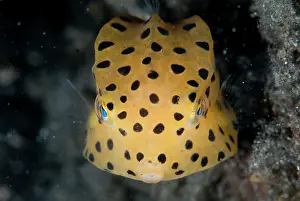 Boxfish: Yellow Boxfish juvenile