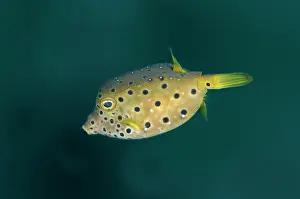 Boxfish: Yellow Boxfish - juvenile