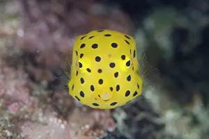 Boxfish: Yellow Boxfish - juvenile